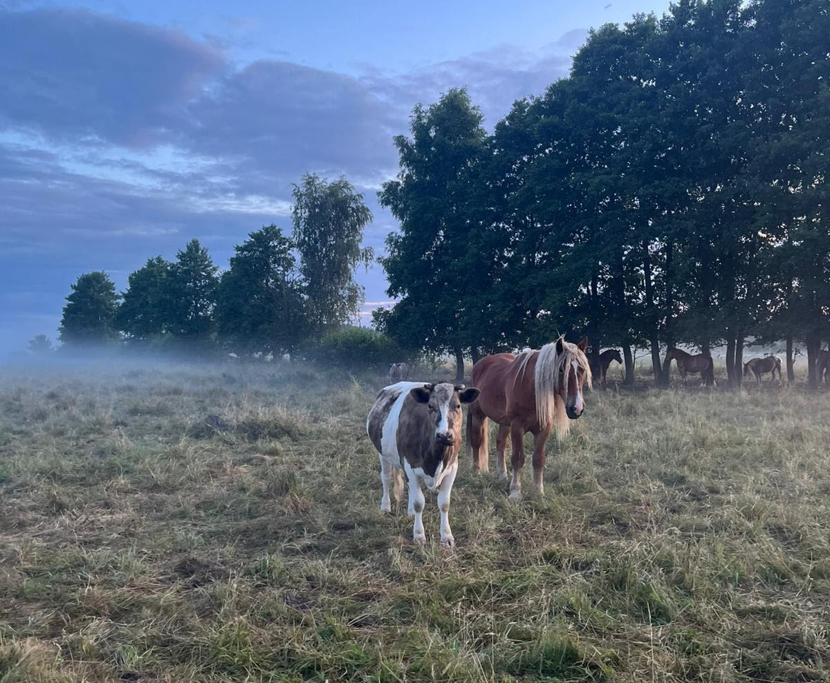 Pferde und Kuh im Nebel bei Sonnenaufgang, Modlimowo Forest Camp.