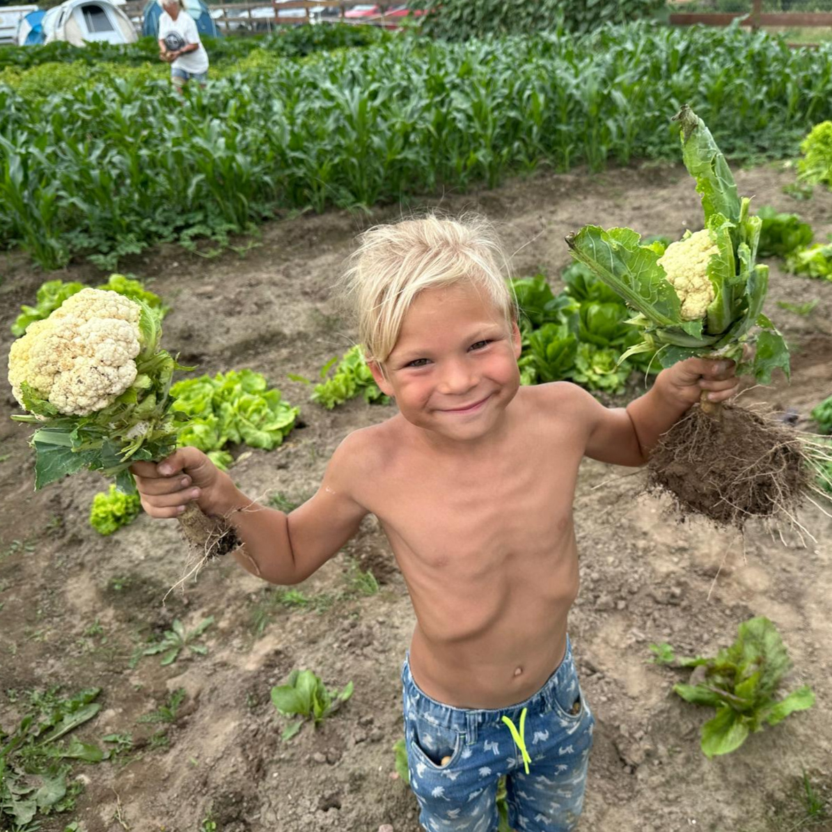 Ernte direkt vom Acker! Pure Freude an der Ernte: Ein sonnengebräunter Junge mit erntefrischem Blumenkohl aus Modlimowo.